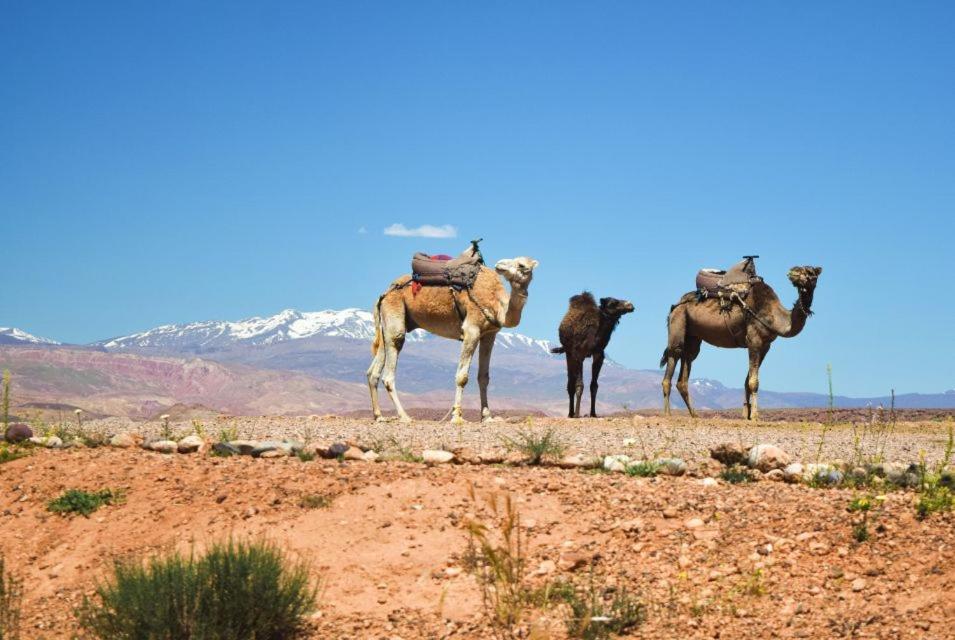 Amazigh Family Riad Імліль Екстер'єр фото